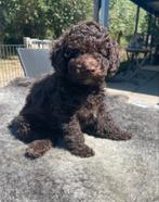 Choco toypoedel pups, Poedel, Rabiës (hondsdolheid), Reu, 8 tot 15 weken