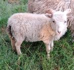 Mooi klein Ouessant rammetje, Dieren en Toebehoren, Mannelijk, Schaap