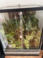 Indische wandelende takken, Dieren en Toebehoren, Wandelende tak