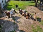 Geiten bokjes hoornloos. Hoonloze bok dekbok, Dieren en Toebehoren, Schapen, Geiten en Varkens, Mannelijk, Geit