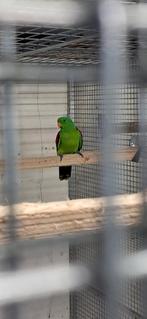 Roodvleugel parkiet man split geel 2015, Meerdere dieren, Parkiet, Geringd