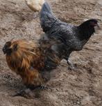 Araucana X USA zijdehoen broedeieren bluelegger!, Kip