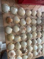Coquille schelpen (100), Hobby en Vrije tijd, Knutselen, Ophalen of Verzenden, Nieuw, Materiaal