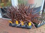 Cordyline Red Star, Tuin en Terras, Planten | Tuinplanten, Halfschaduw, Vaste plant, Ophalen of Verzenden, Overige soorten