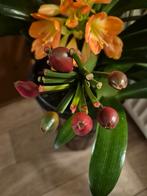 Clivia zaden - prachtige oranje bloemen, Verzenden, Volledige schaduw, Overige soorten, Minder dan 100 cm