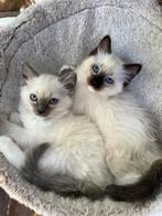 Raszuivere Ragdoll kittens, Dieren en Toebehoren, Katten en Kittens | Raskatten | Langhaar, Meerdere dieren, Gechipt, 0 tot 2 jaar