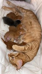 Kittens, Dieren en Toebehoren, Poes, Ontwormd