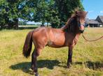 Ijslander hengst 1.5 jaar, Dieren en Toebehoren, Paarden, Hengst, 0 tot 2 jaar