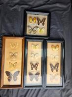 Opgezette vlinders, taxidermie, Ophalen of Verzenden