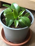 5 mother of thousands planten voor maar 1 euro (vetplant), Ophalen of Verzenden, Volle zon, Minder dan 100 cm