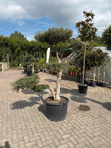 Olijfboom Pon Pon - 230cm beschikbaar voor biedingen