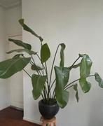 Grote kamerplant (hoog ~1,5m), Ophalen, Halfschaduw, Minder dan 100 cm