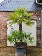 KORTING: WINTERHARDE CHAMAEROPS HUMILIS & VULCANO PALMBOMEN, In pot, Halfschaduw, Ophalen of Verzenden, 100 tot 250 cm