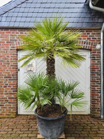 KORTING: WINTERHARDE CHAMAEROPS HUMILIS & VULCANO PALMBOMEN beschikbaar voor biedingen