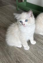 💕nog 1 prachtig raszuivere ragdoll kittens te koop, Poes, Ontwormd, 0 tot 2 jaar