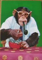aap rookt pijp - nieuwe ansichtkaart, Verzamelen, Verzenden, 1980 tot heden, Ongelopen, Wild dier