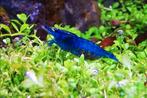 Blue Dream neocardina garnalen., Dieren en Toebehoren, Vissen | Aquariumvissen