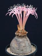 Caudex Ammocharis Tinneana van oorsprong Botswana Pot 13cm, Overige soorten, Ophalen of Verzenden, In pot, Minder dan 100 cm
