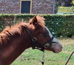 Welsh b hengst veulen., Hengst, Recreatiepony, 0 tot 2 jaar