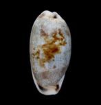 Schelpen: Cypraea cylindrica sowerbyana 25,4mm (Gem), Ophalen of Verzenden, Schelp(en)