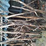 Doe een leuk  bod op alle  SIER TAKKEN, Tuin en Terras, Minder dan 3 m³, Ophalen of Verzenden