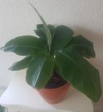 Bananenplant met pot, Musa Dwarf Cavendish., Huis en Inrichting, Overige soorten, Minder dan 100 cm, Halfschaduw, In pot