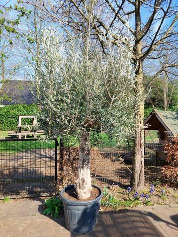 XXL Olea Europaea - Olijfboom (oude, robuuste stam) H: 270cm beschikbaar voor biedingen