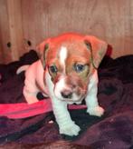 Jack Russel pup, Dieren en Toebehoren, Jack Russell Terriër, 8 tot 15 weken, Teef, Meerdere