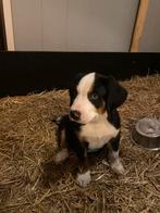 Zwitserse sennenhond pups, Dieren en Toebehoren, Honden | Niet-rashonden, 8 tot 15 weken, Groot, Meerdere, Meerdere dieren