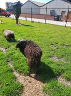 Qusant schaap . Gecastereerde ram, Vrouwelijk, Schaap