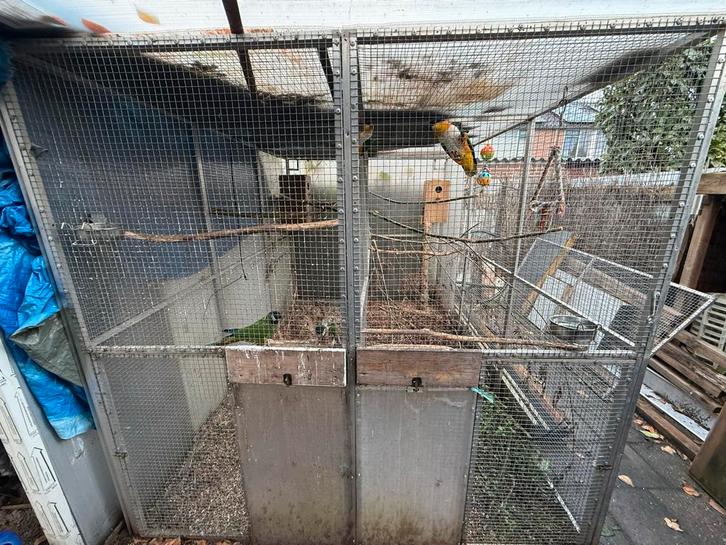 1koppel zwartkop caique 1 koppel geelnek ara, Dieren en Toebehoren, Vogels | Parkieten en Papegaaien, Papegaai, Meerdere dieren