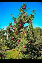 2x Appelbomen Elstar - 180cm, Tuin en Terras, Planten | Fruitbomen, Ophalen, Minder dan 100 cm, Appelboom