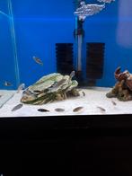 Malawi cichliden, Dieren en Toebehoren, Vissen | Aquariumvissen, Vis