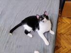 APOLLO 2 jr. Bulgarije super sociale speelse kroeler, Kater, Kortharig, 0 tot 2 jaar
