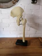 Anatomisch model van heupgewricht, oud!, Antiek en Kunst, Curiosa en Brocante, Ophalen of Verzenden