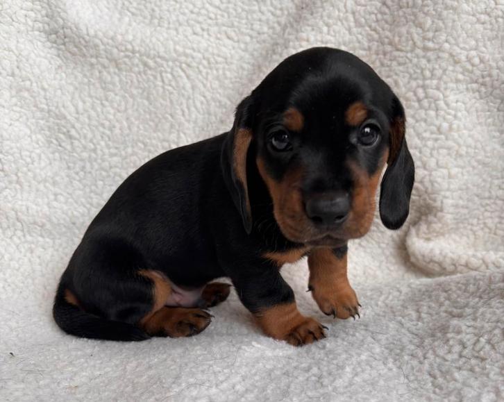 Hele leuke lieve Teckel pups, Dieren en Toebehoren, Honden | Teckels en Dashonden, Meerdere dieren, Korthaar, Standaard, Particulier