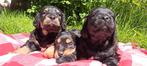 Kruising. Engelse cockerspaniel pups, 8 tot 15 weken, Teef, CDV (hondenziekte), Meerdere