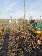 Tamme kastanje bomen, Tuin en Terras, Planten | Bomen, Lente, 100 tot 250 cm, Volle zon, In pot
