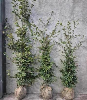 Groene beukenhagen met kluit beschikbaar voor biedingen