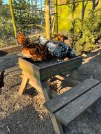ACTIE 💥 Padua broedeieren 🐥🐣, Dieren en Toebehoren, Geslacht onbekend, Kip