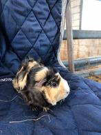 Tekoop: mooi cavia zeugje, Dieren en Toebehoren, Knaagdieren en Konijnen | Toebehoren, Nieuw, Verzorging, Ophalen