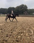 e pony , Welsh pony , mini paardjes, Dieren en Toebehoren, Pony's, 3 tot 6 jaar, L, Recreatiepony, Merrie