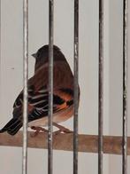 Kapoetsensijs x Kneutje Unieke vogel, Mannelijk, Bastaard