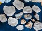 Fossielen uit Hongarije, Verzamelen, Ophalen of Verzenden, Fossiel