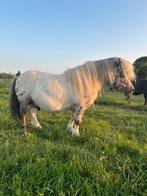 Terdekking pintaloosa hengst 78 cm, Hengst