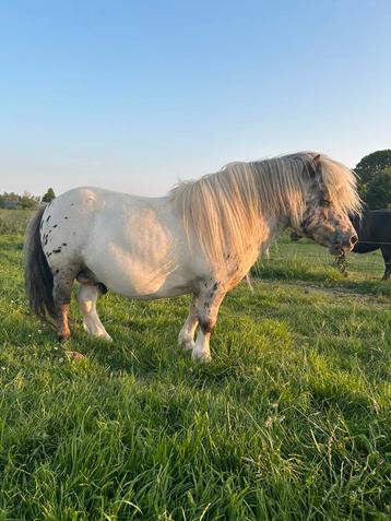 Terdekking pintaloosa hengst 78 cm beschikbaar voor biedingen