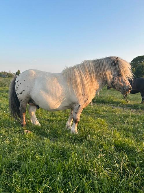 Terdekking pintaloosa hengst 78 cm, Dieren en Toebehoren, Paarden en Pony's | Dekhengsten en Fokmerries, Hengst