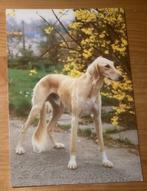 Ansichtkaart hond honden Saluki, Verzenden, 1980 tot heden, Gelopen, Hond of Kat