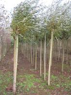 Knotwilgen groen en geel, Tuin en Terras, Planten | Bomen, Ophalen, Volle zon, Overige soorten