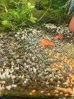 cpo kreeft, Dieren en Toebehoren, Vissen | Aquariumvissen, Kreeft, Krab of Garnaal, Zoetwatervis